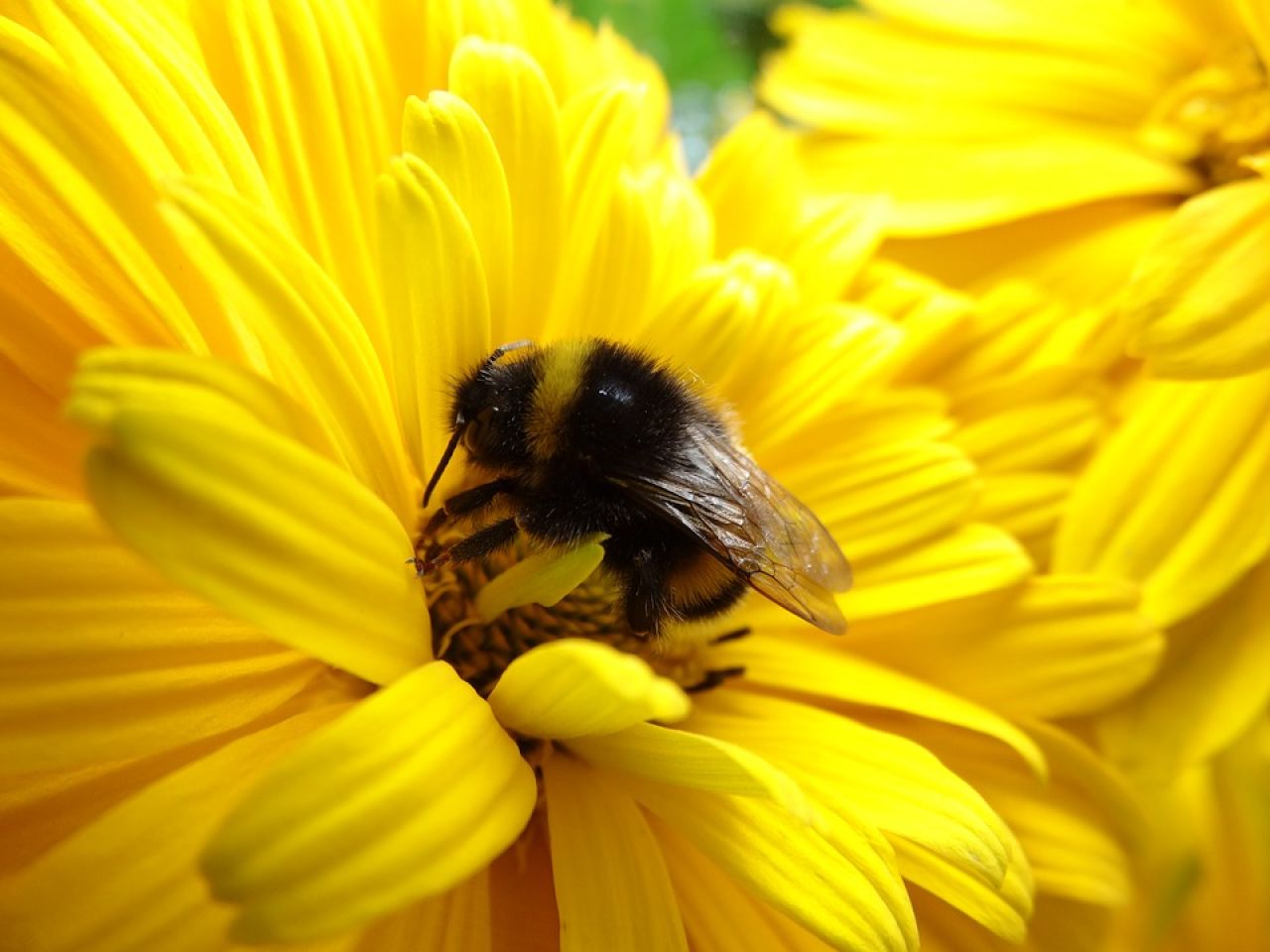 Pyłek pszczeli jako suplement pochodzenia naturalnego