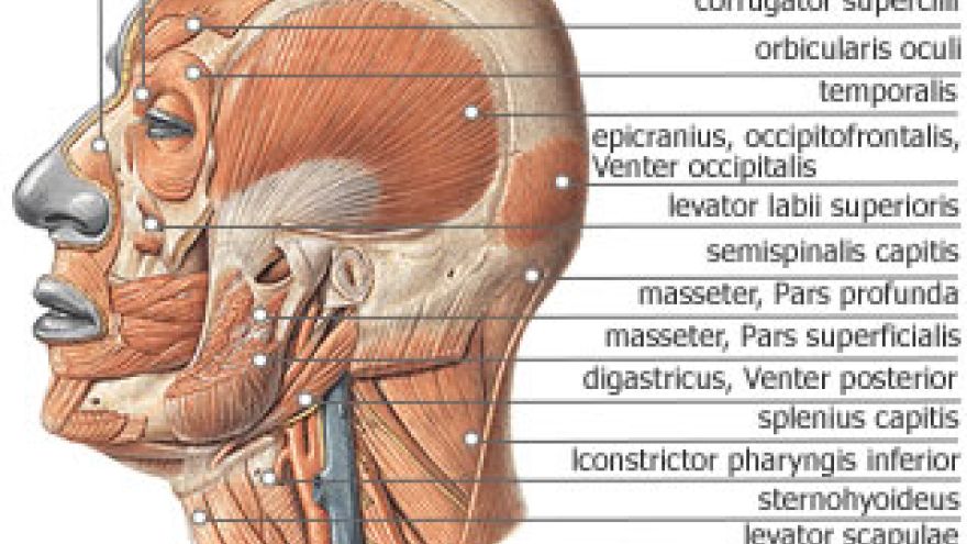 Układ mięsniowy Mięśnie głowy - część boczna
