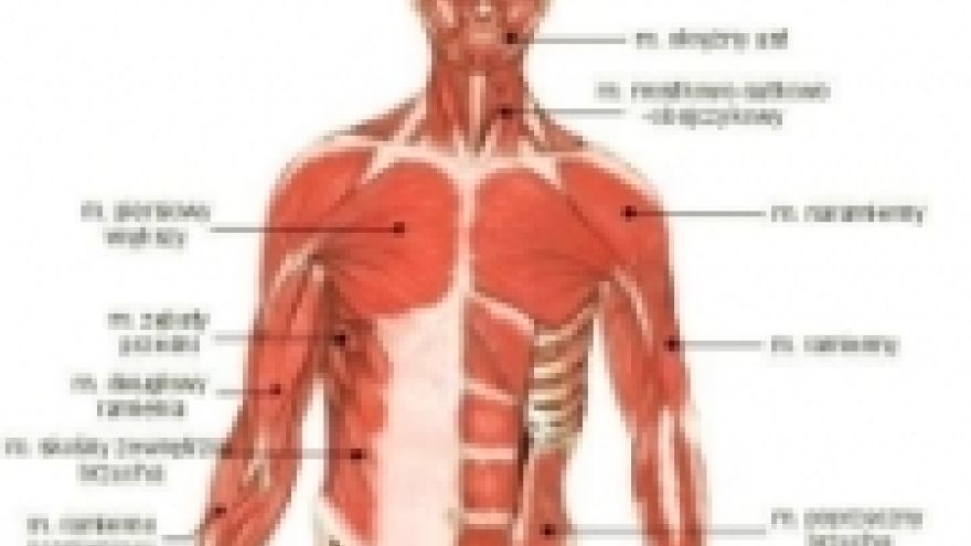 Najszerszy grzbietu Układ mięśniowy