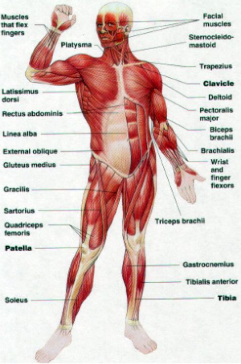Układ mięśniowy