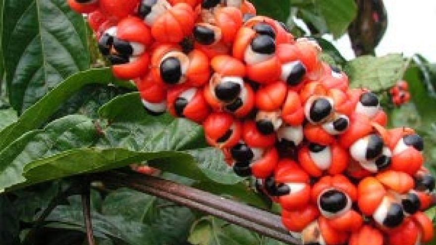 Kofeina Guarana i jej właściwości