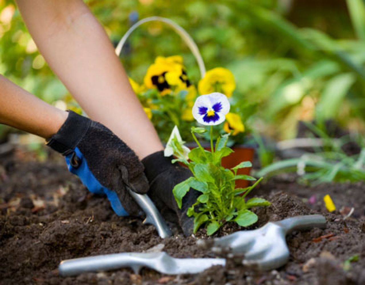 Ogród w maju – jak dbać, pielęgnować i co sadzić?