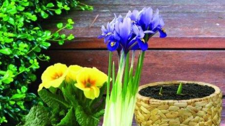 Kwiaty w doniczkach - czyli jak wybrać najlepsze osłonki na rośliny