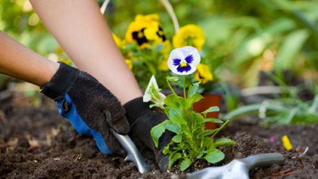 Ogród w maju – jak dbać, pielęgnować i co sadzić?