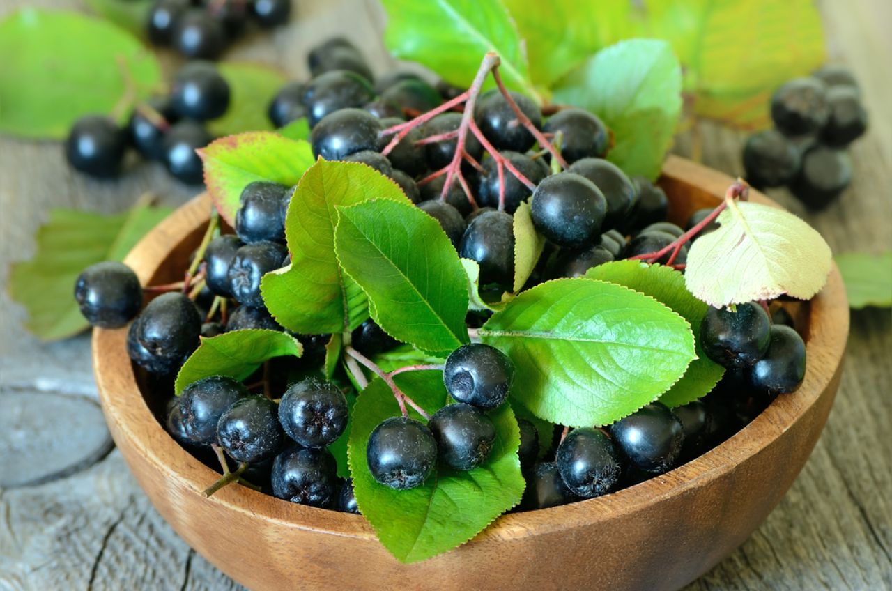 Poslkie superfoods - aronia