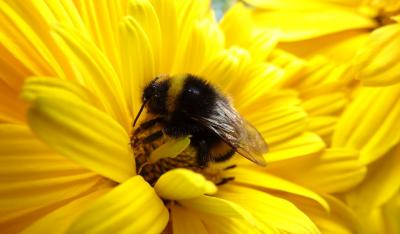 Pyłek pszczeli jako suplement pochodzenia naturalnego