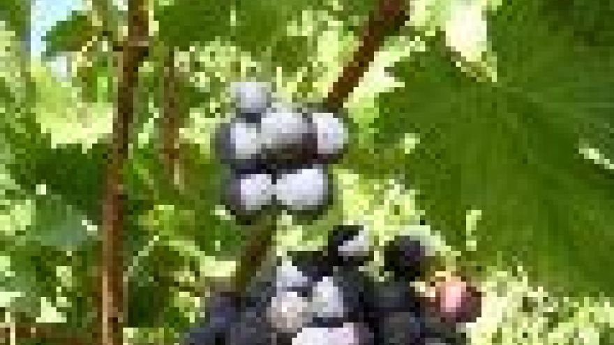 Olej z pestek winogron Winogrona - boskie owoce