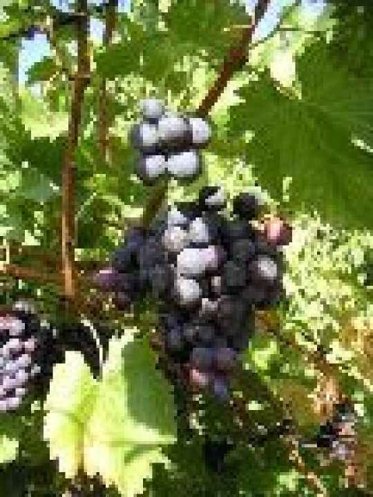 Winogrona - boskie owoce