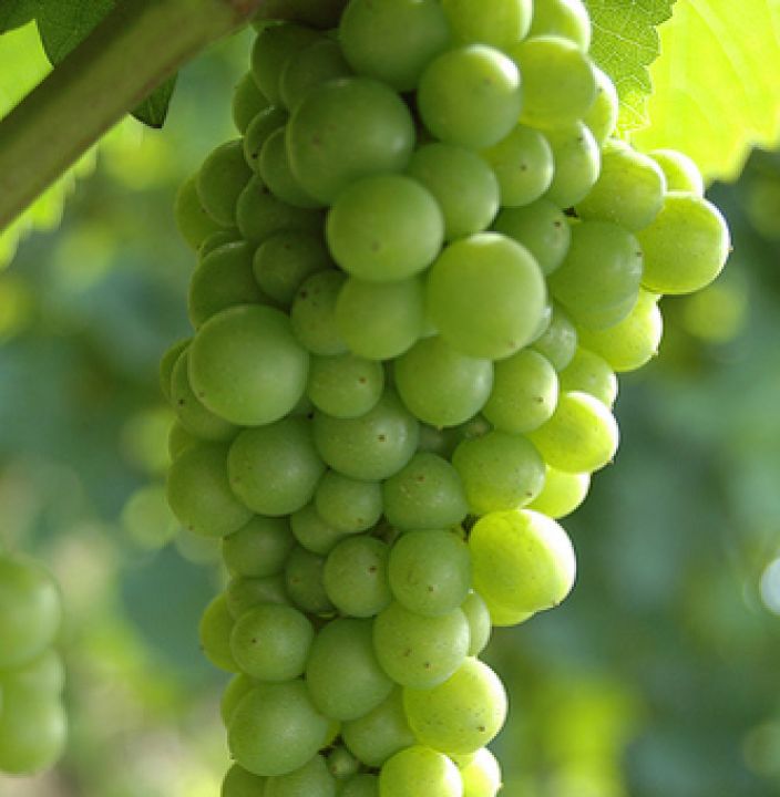 Winogrona – boskie owoce