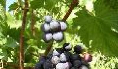 Winogrona - boskie owoce