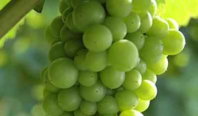 Winogrona – boskie owoce