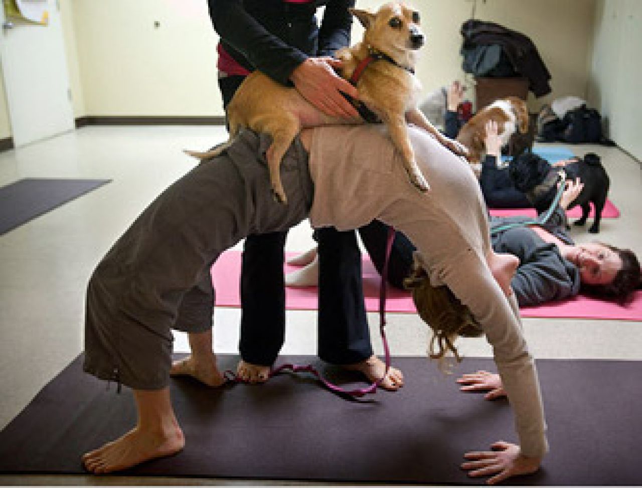 Doga – joga z psem