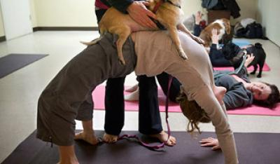 Doga – joga z psem