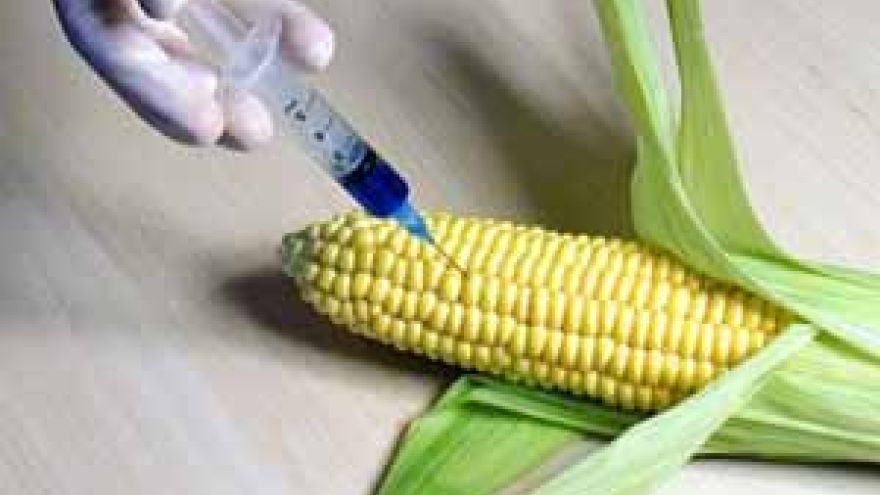Gmo GMO &#8211; szansa czy zagrożenie?