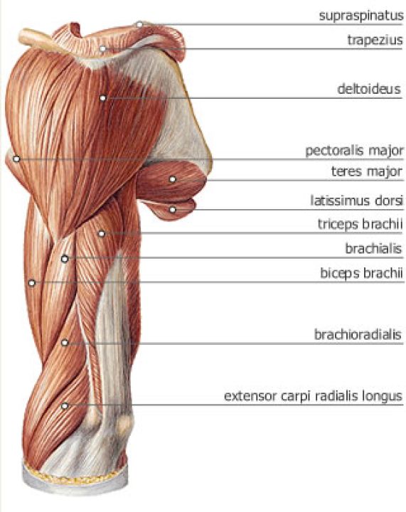 Mięśnie ramienia