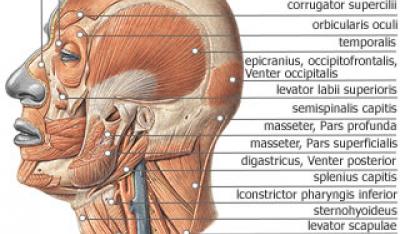 Mięśnie głowy - część boczna
