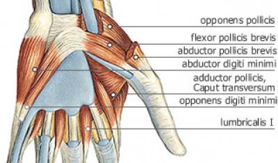 Mięśnie dłoni
