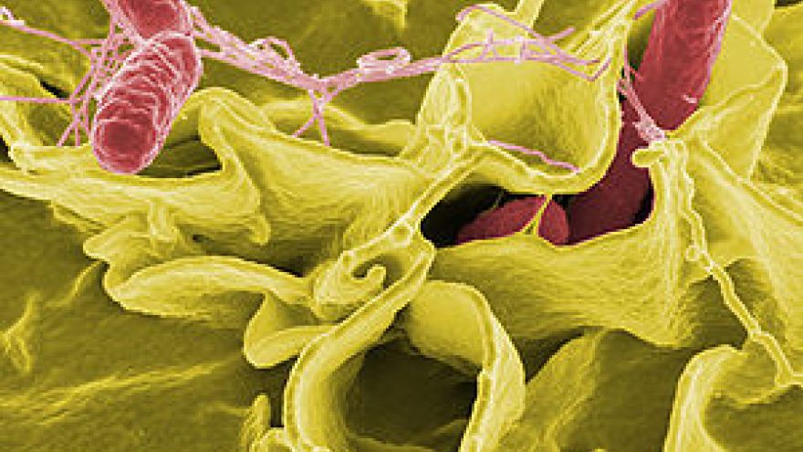 Bakteria Salmonella skuteczna na raka!