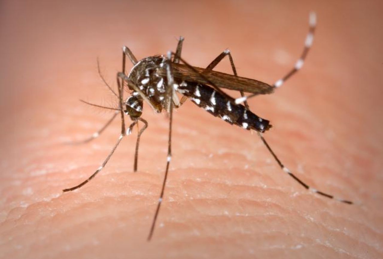 Komary bez malarii