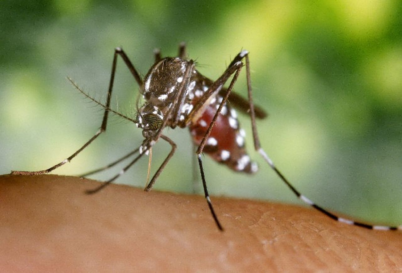Komar – poznaj swojego drapieżcę