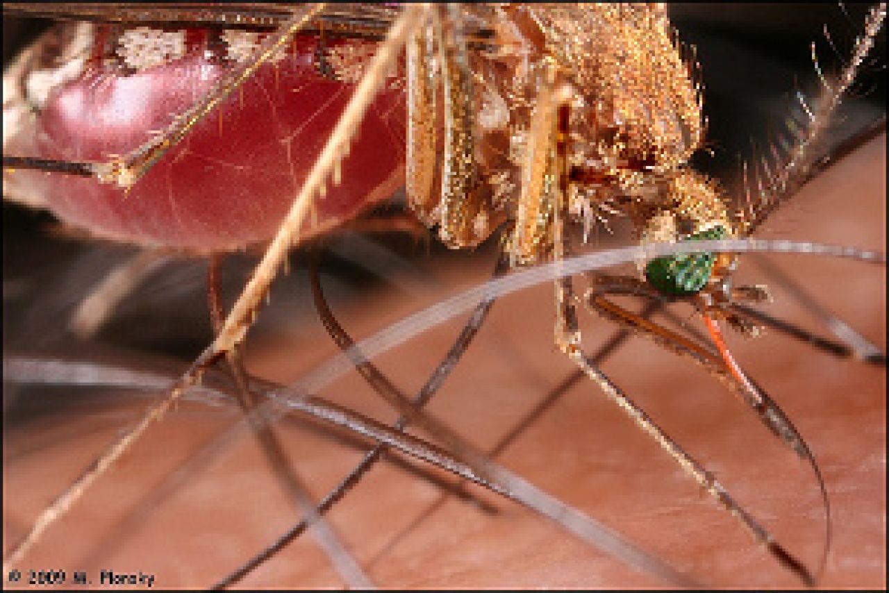 Malaria – choroba przenoszona przez komary