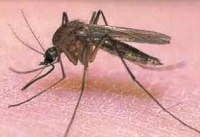 komarek2