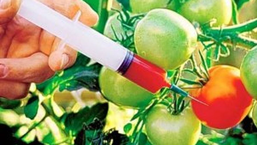 Gmo GMO wymyka się spod kontroli?