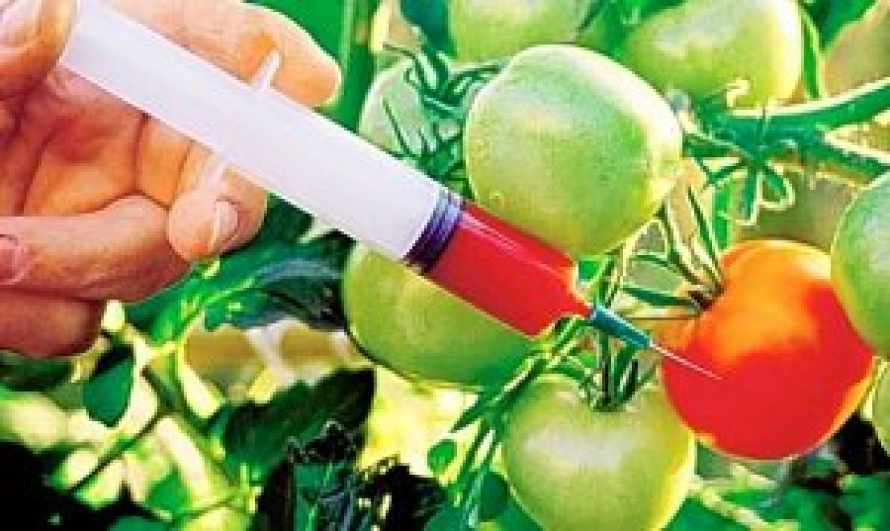 GMO wymyka się spod kontroli?