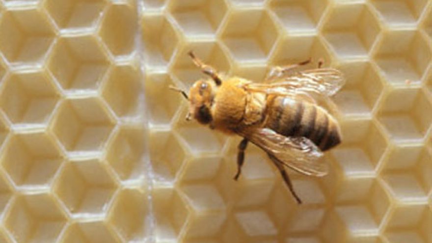 Przemiana materii Mleczko pszczele  -  złocisty eliksir zdrowia dla urody