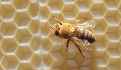 Mleczko pszczele  -  złocisty eliksir zdrowia dla urody