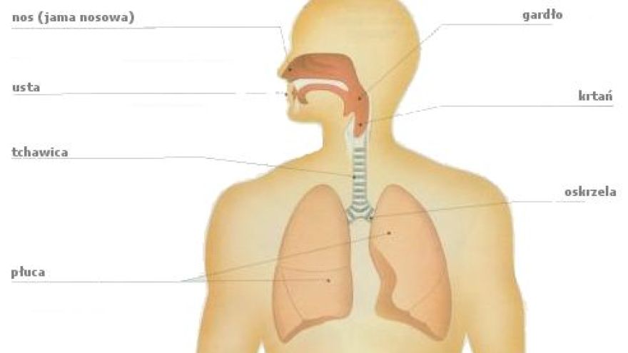 Płuca Układ oddechowy
