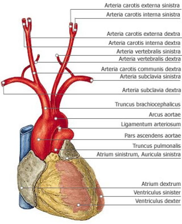 Aorta