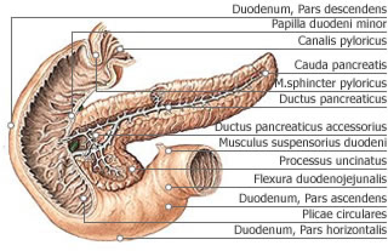 Duodeni перевод с латинского. Анатомические образования, расположенные в pars descendens duodeni.