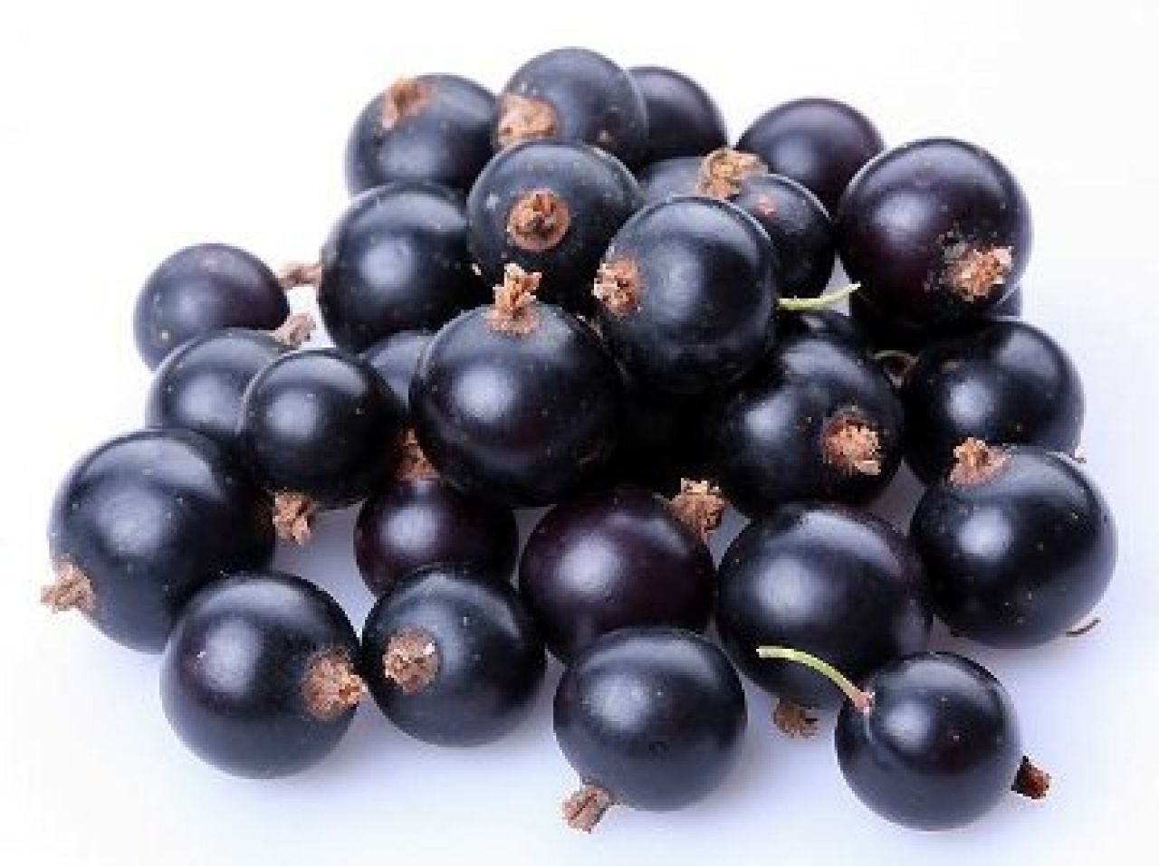 Czarna porzeczka (Ribes nigrum L.)