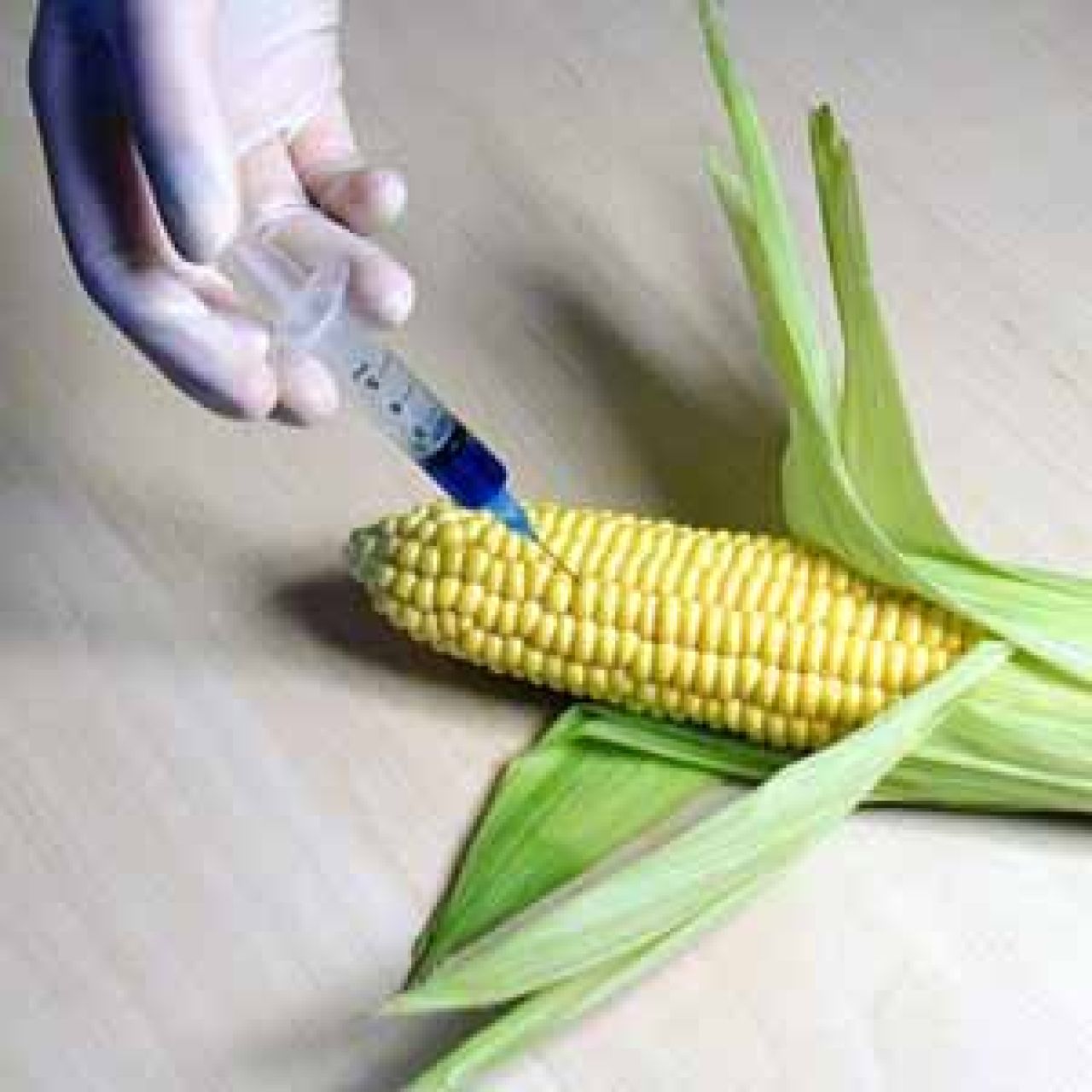 GMO – szansa czy zagrożenie?