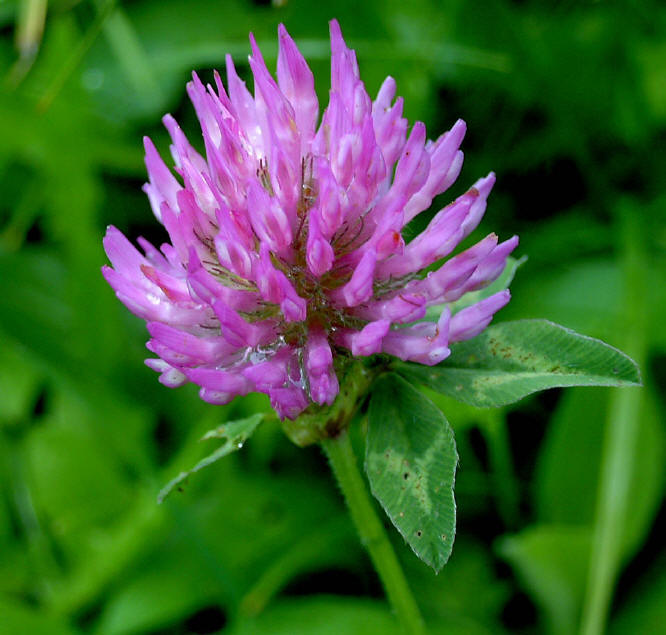 TRIFOLIUM PRATENSE