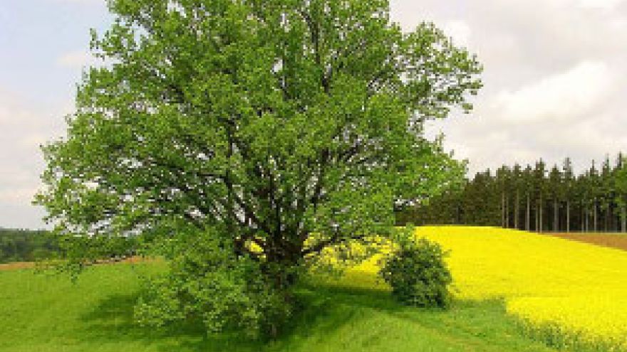 Lipa Drzewa - zielona terapia