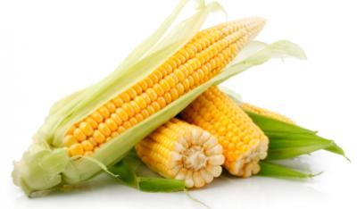 Kukurydza – złoto z Meksyku
