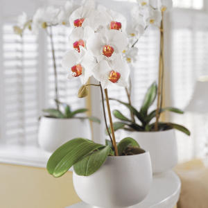 white-orchid-m