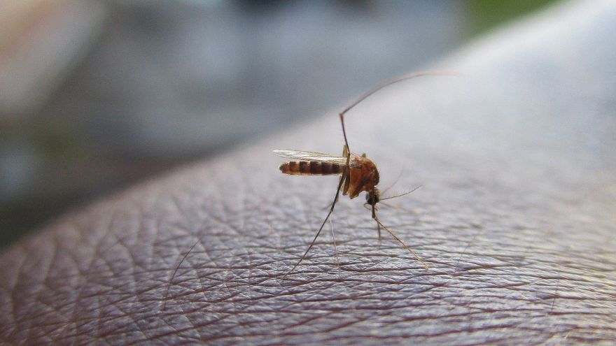 Komary Olejki na kleszcze i komary