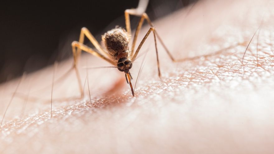Komary Wakacje z komarami? Nie musisz ich tolerować, zobacz co zrobić