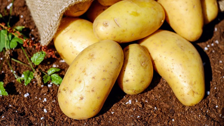 Ziemniaki Sprawdź, które metody przygotowania ziemniaków będą dla Ciebie najlepsze