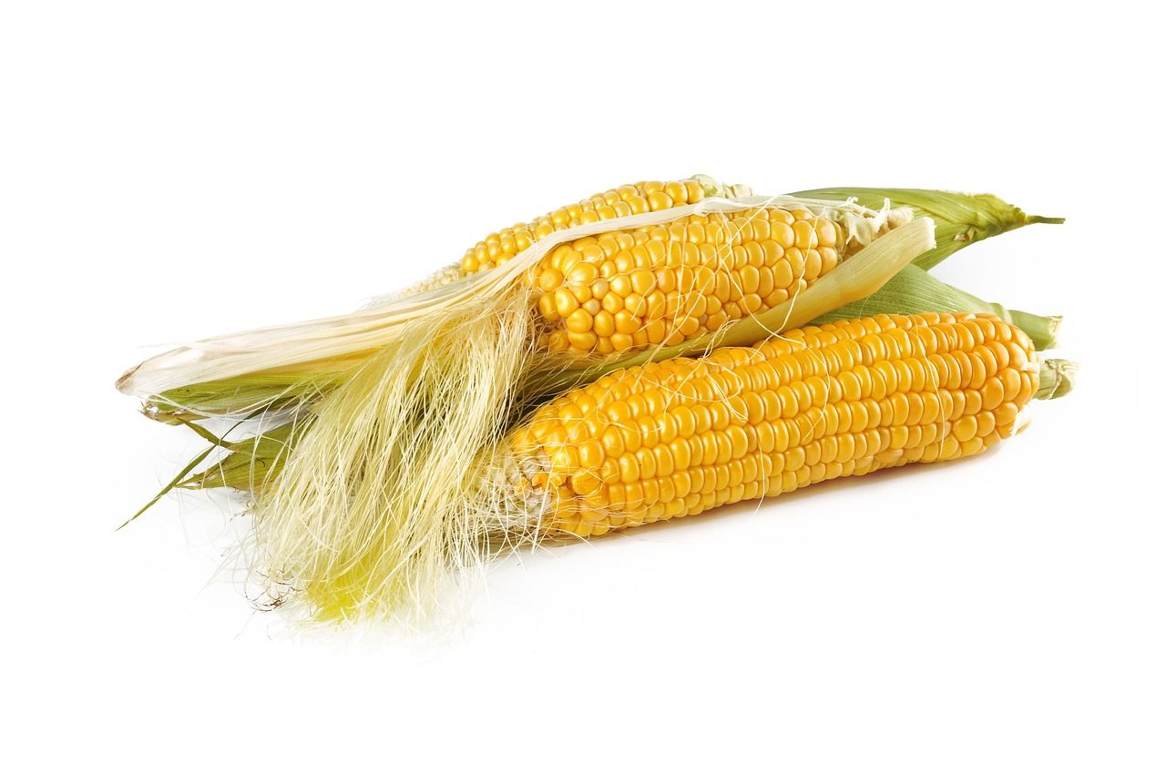 Kukurydza - ważny składnik diety