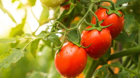 Pomidory chronią przed miażdżycą